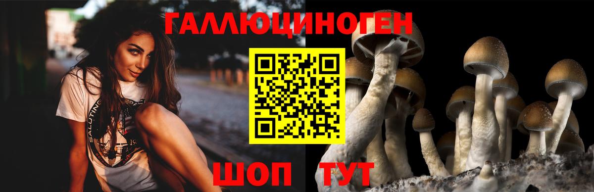 Галлюциногенные грибы Psilocybine cubensis Великий Новгород